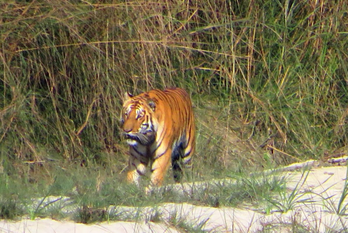 Wildlife Safari